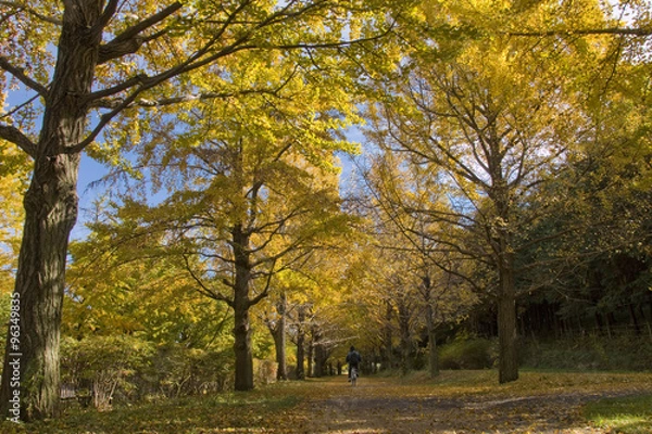 Obraz 紅葉の銀杏並木