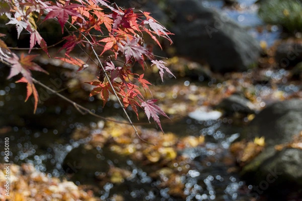 Obraz 色付く木々・秋の紅葉