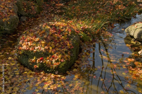 Obraz 小川に降り注ぐ紅葉