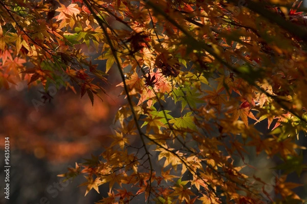 Obraz 色付く木々・秋の紅葉