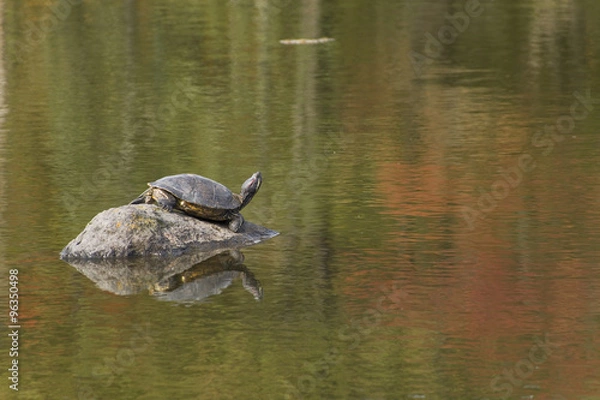 Obraz 紅葉を映す池と陽を浴びるカメ