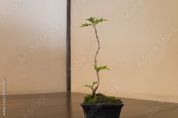 Obraz Bonsai / Holly