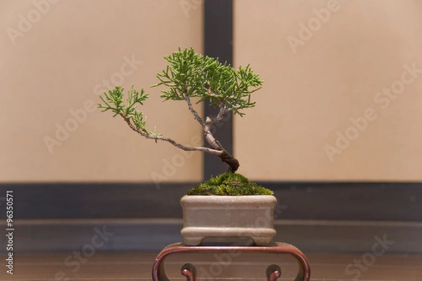 Obraz Bonsai / Sympaku