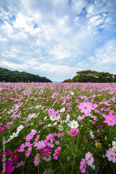 Fototapeta コスモス畑＠佐世保市展海峰