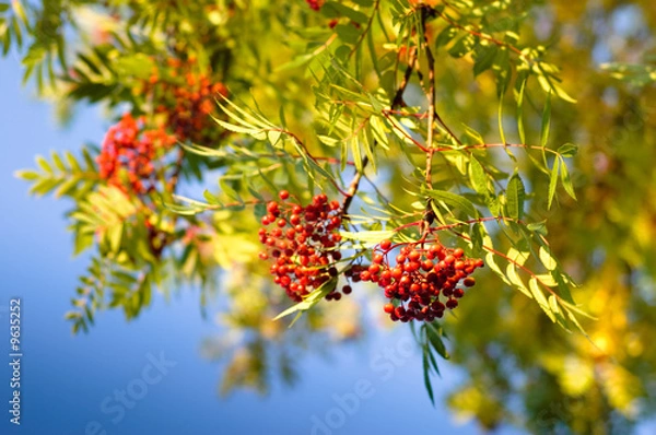 Fototapeta Rowan berries tree