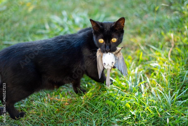 Fototapeta A black cat caught a sparrow and holds it in its mouth and while standing on the grass looks towards the camera