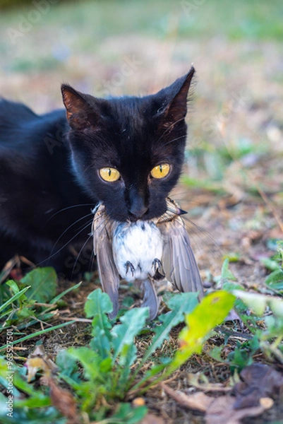 Fototapeta A black cat caught a sparrow and holds it in its mouth and lies on the grass looking towards the camera