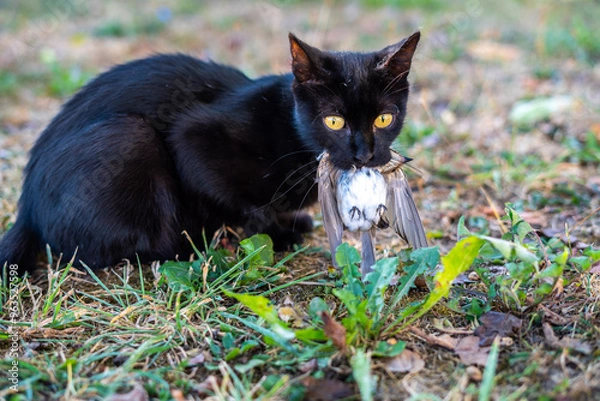 Fototapeta A black cat caught a sparrow and holds it in its mouth and lies on the grass looking towards the camera