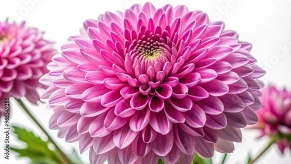 Fototapeta Pink chrysanthemum flower with a closeup nature long shot captured on an isolated background including a clipping path for easy editing, pink chrysanthemum, clipping path, nature