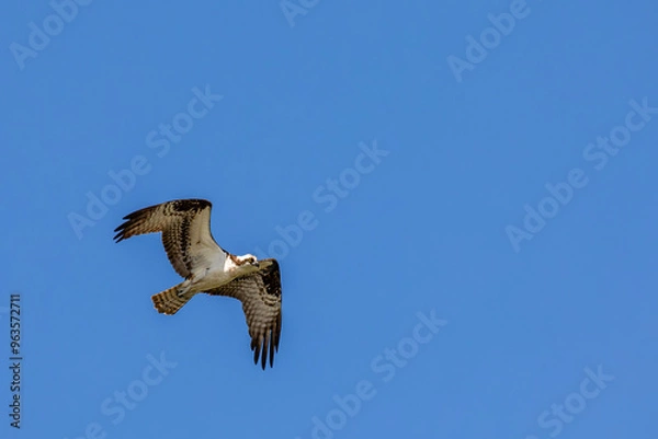 Obraz Osprey (Pandion haliaetus) flying in a blue sky with copy space