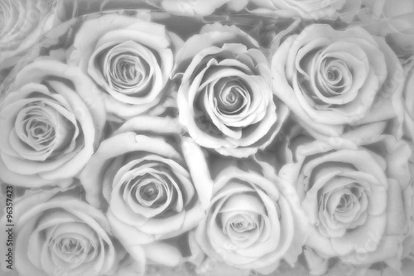 Obraz Rosenhintergrund, Trauer