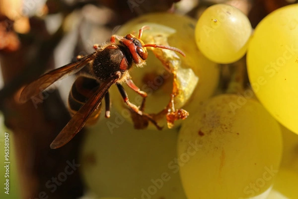Fototapeta A wasp eats ripe grapes on a bush