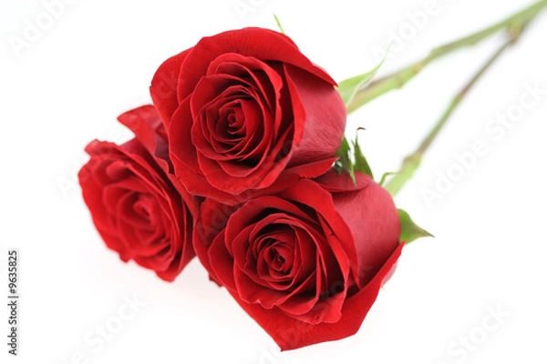 Fototapeta Roses rouges
