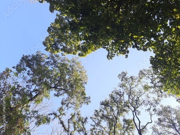 Fototapeta tree and sky