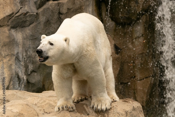 Obraz polar bear on a rock