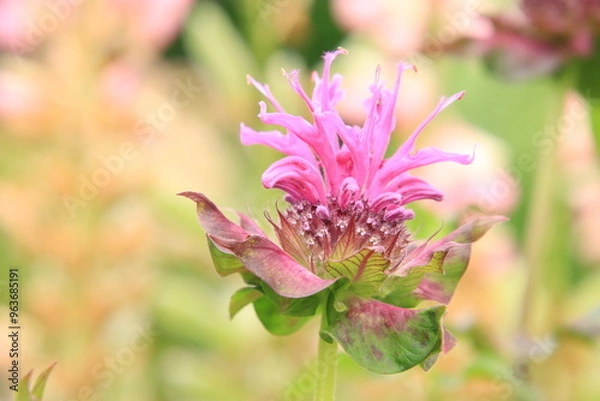 Obraz Indianernessel