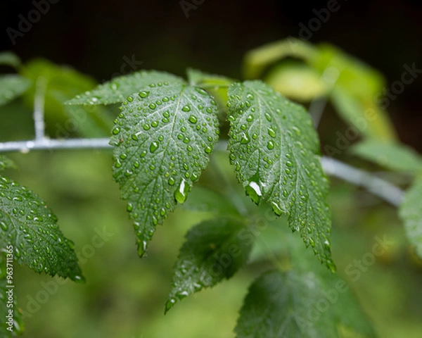 Fototapeta leafs with rain drops