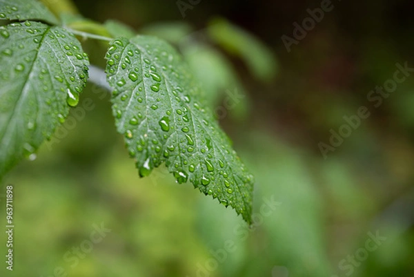 Obraz rain drops on a leaf