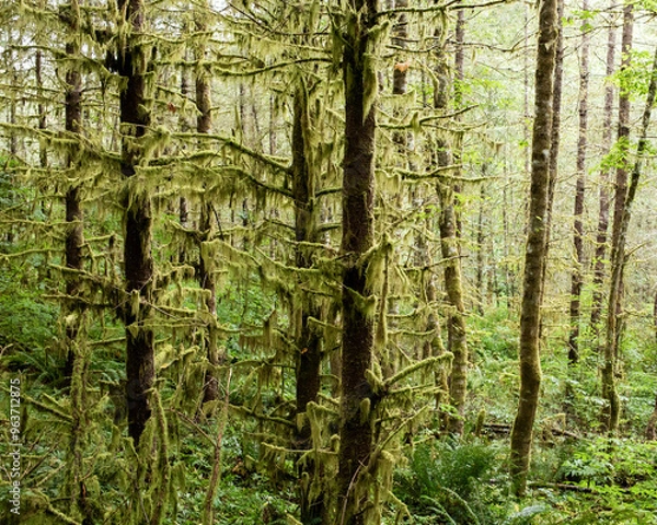 Fototapeta fir trees with moss