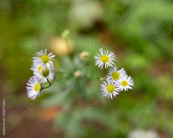 Obraz white daisy flower