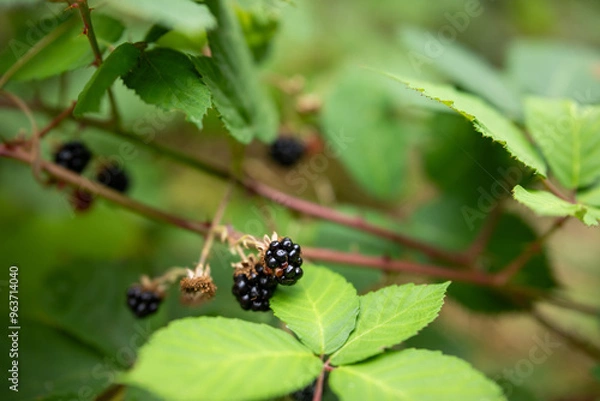 Fototapeta blackberries on branch