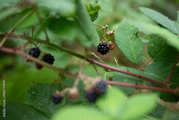 Fototapeta berries on branch