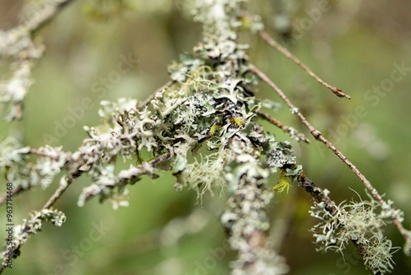 Obraz lichen on tree branch