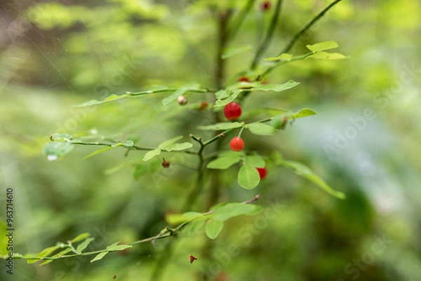 Fototapeta berries on a bush