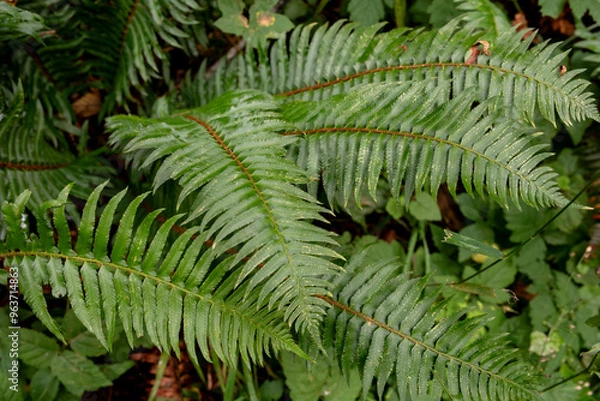Fototapeta fern in the forest