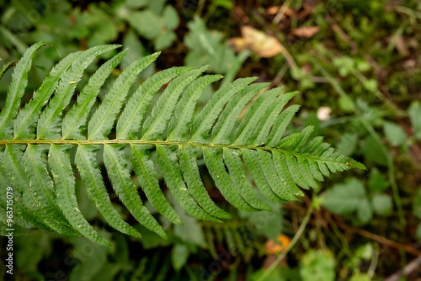 Fototapeta close up of fern