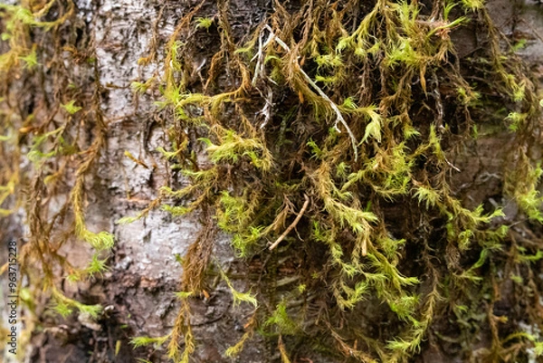 Fototapeta moss on tree trunk