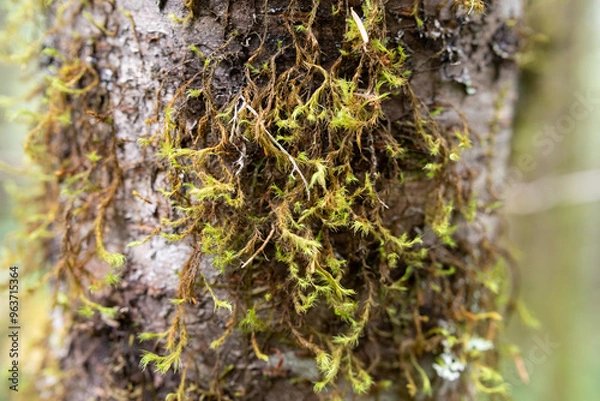 Fototapeta lichen on tree