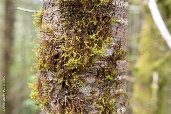 Fototapeta moss on tree trunk