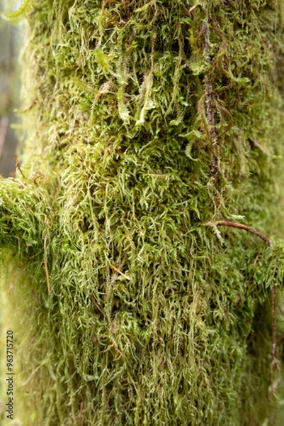 Fototapeta green moss on tree