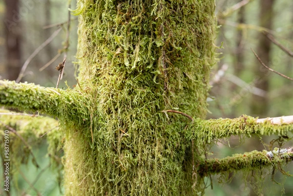Fototapeta green moss on tree