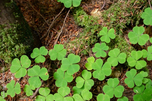 Fototapeta clover on forest floor