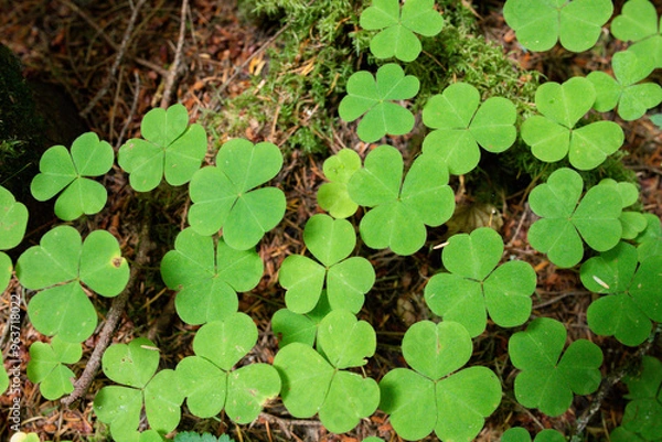 Obraz green leaves background