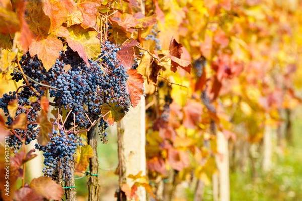 Fototapeta autumn vineyards