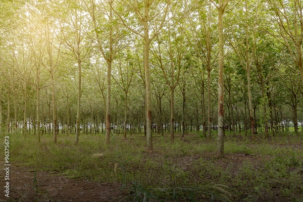 Obraz rubber tree plantation