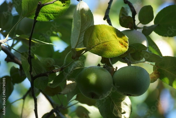 Fototapeta apples on a tree