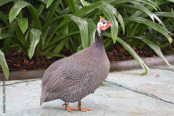 Obraz Helmeted Guinea Fowl