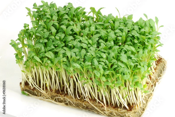 Fototapeta Frische Gartenkresse