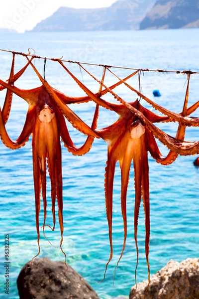 Fototapeta octopus   drying  in the sun  and light