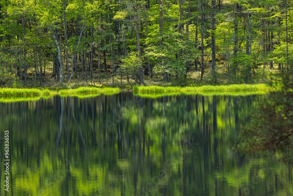Fototapeta 日本　長野県茅野市にある御射鹿池　水面に鏡面反射する新緑のカラマツの木々