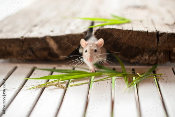 Obraz Small domestic rats crawl on different surfaces