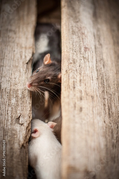 Obraz Small domestic rat crawl on different surfaces