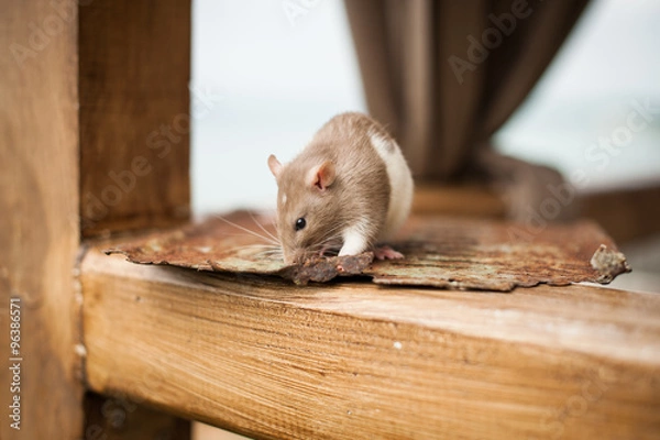 Obraz Small domestic rat crawl on different surfaces