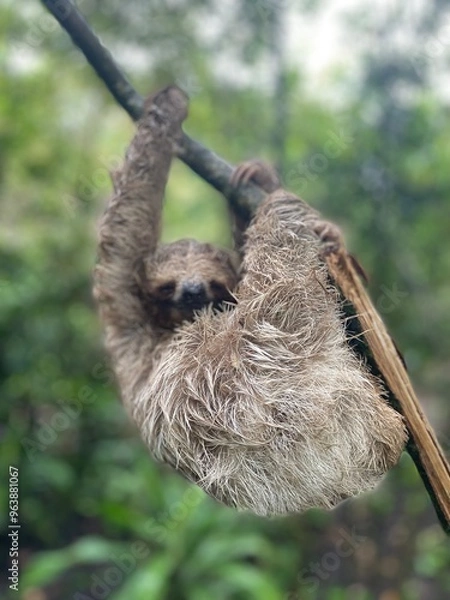 Fototapeta A baby sloth hangs from a branch in a lush, blurred jungle background. Its fur is damp and textured, capturing a serene moment in nature. Costa Rica. Wildlife and nature enthusiasts.
