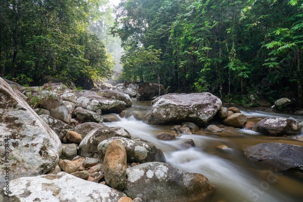 Obraz stream in the forest