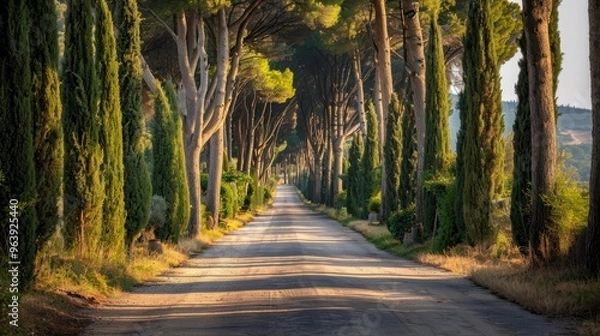 Obraz Bolgheri famous cypresses trees straight boulevard landscape